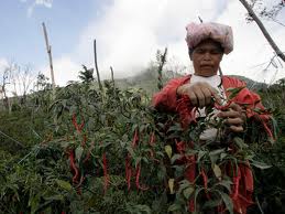 Bercocok tanam  untuk ikut mencegah inflasi di Indonesia.